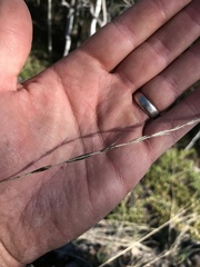 Pseudoroegneria spicata spicata