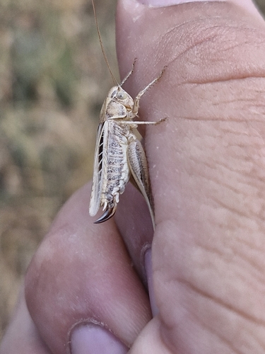 Brown-spotted Bush-cricket