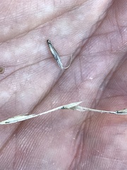 Pseudoroegneria spicata spicata