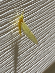 Stenacron interpunctatum heterotarsale