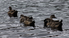 Lophonetta specularioides specularioides