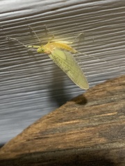 Stenacron interpunctatum heterotarsale