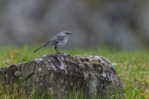 White Wagtail