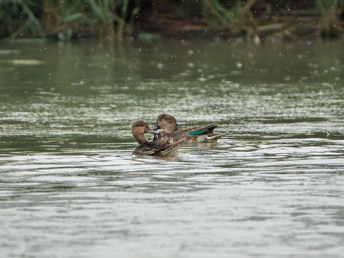 Green-winged Teal