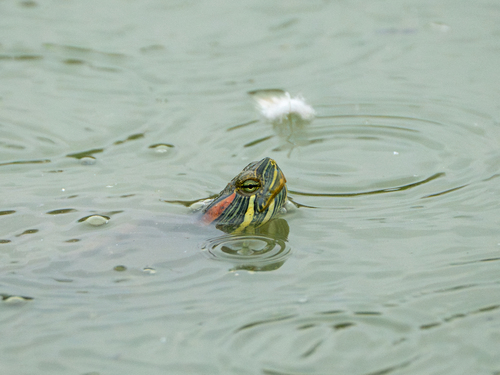 Red-eared Slider