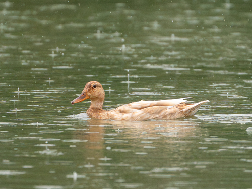 Domestic Mallard