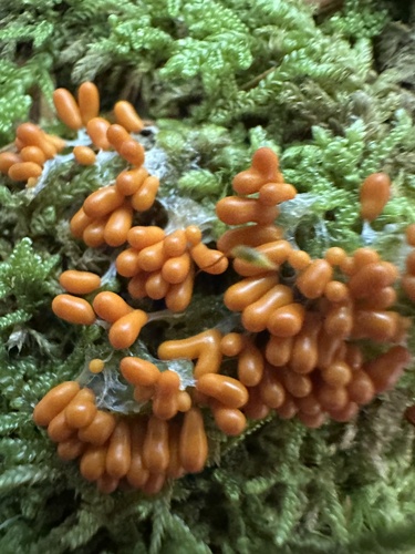 insect-egg slime