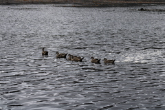Lophonetta specularioides specularioides