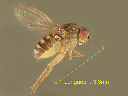 Hydei Fruit Fly