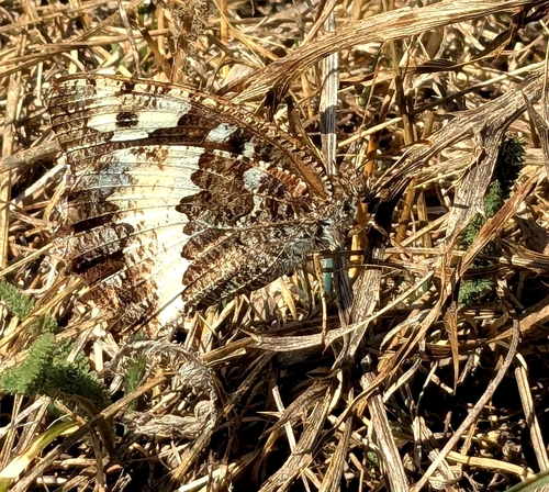 Great Banded Grayling