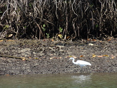 Egretta garzetta nigripes