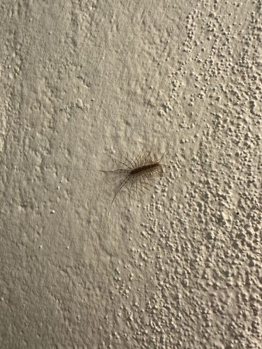 House Centipede