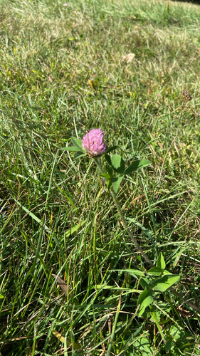 Red Clover