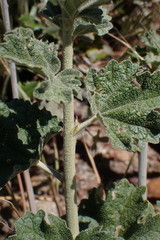 Malacothamnus enigmaticus
