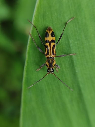 Bamboo Tiger Longhorn