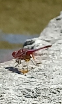 Violet Dropwing