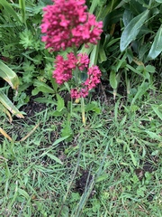 Centranthus ruber