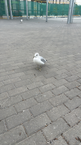 Ring-billed Gull observed by abbieju1ia