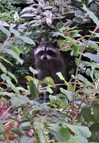 Common Raccoon observed by vivienne68736