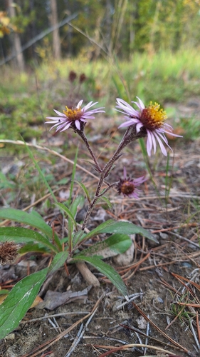 Eurybia sibirica observed 2026-09-12