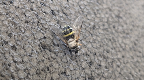 Yellow-girdled Brusheye