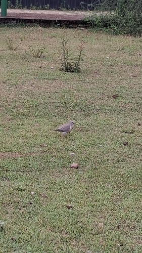 Eared Dove