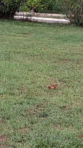 Rufous Hornero