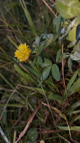 Brown Clover
