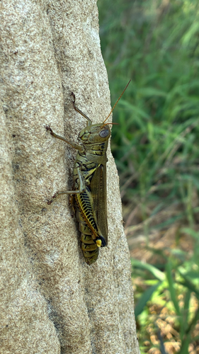 Differential Grasshopper