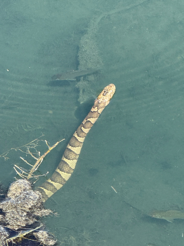 Common Watersnake observed by imagesatw