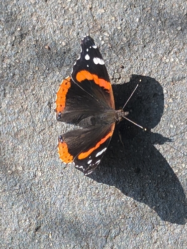 Red Admiral