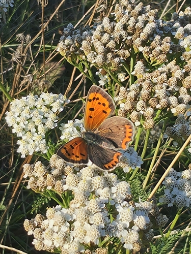 Small Copper