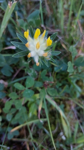 Common Kidney-Vetch
