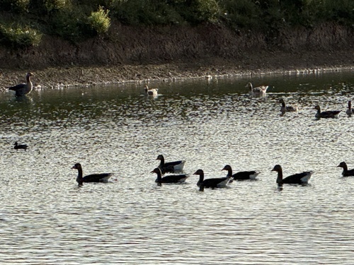 Greylag Goose observed by cjoynson