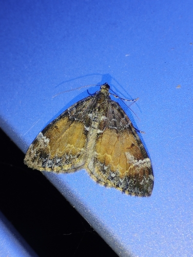 Marbled Carpet Moth