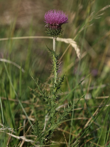 Carduus defloratus