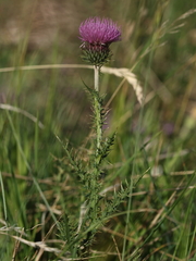 Carduus defloratus