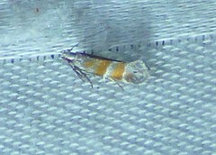 Battaristis vittella