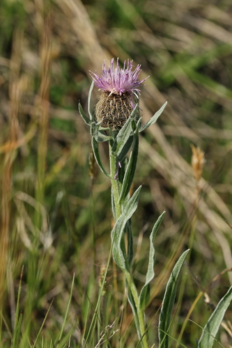 Centaurea uniflora, photograph 1