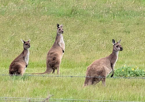 Mainland Western Grey Kangaroo
