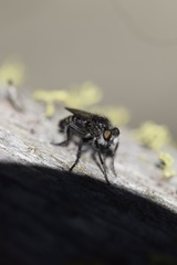 Cyrtopogon inversus