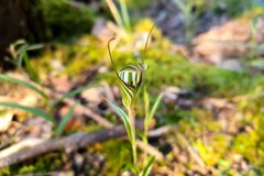 Pterostylis striata