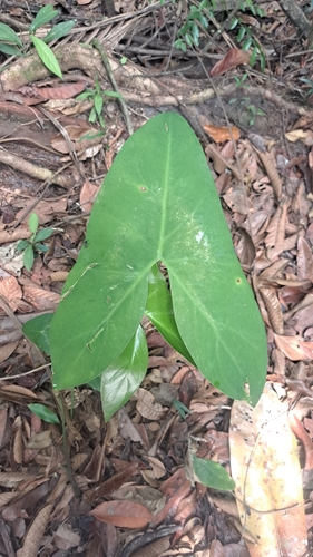 yautia madera
