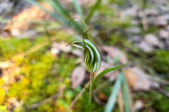 Pterostylis striata