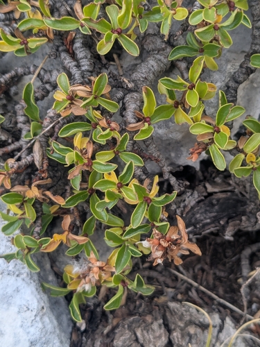 Retuse-leaved Willow