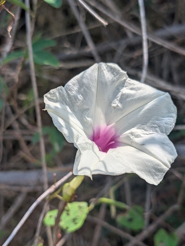 wild potato vine