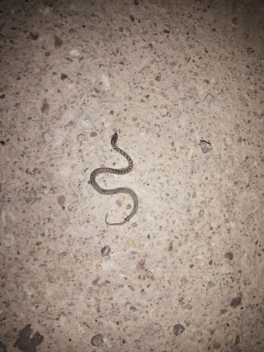 Southern Smooth Snake