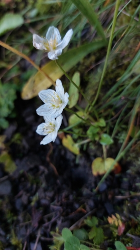 marsh grass-of-Parnassus
