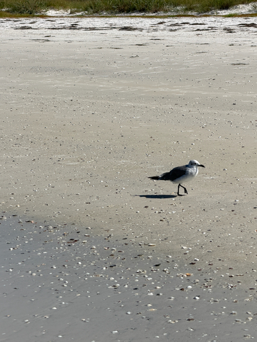 Laughing Gull observed by ymsak_