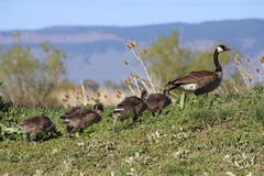 Branta canadensis moffitti